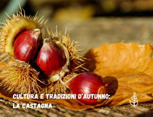 Cultura e tradizioni d’autunno: la Castagna