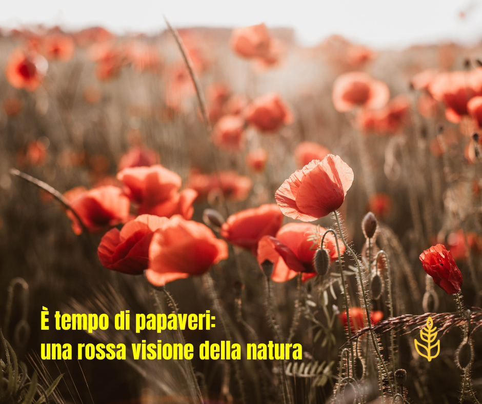PAPAVERI