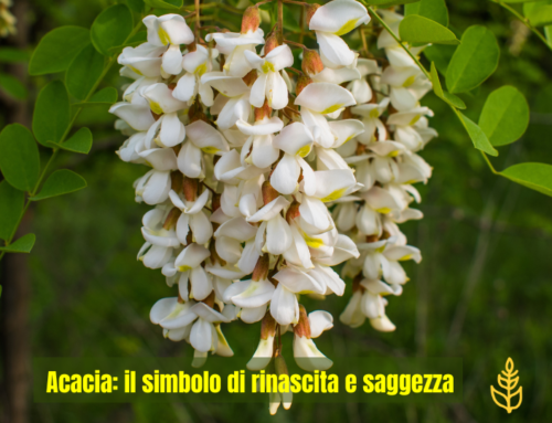 Acacia: il simbolo di rinascita e saggezza