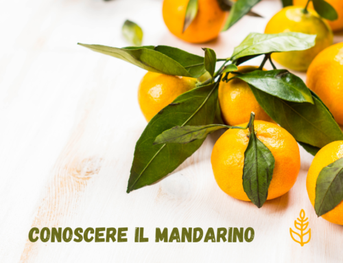 Conoscere il mandarino