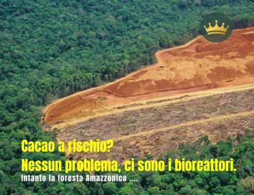Cacao a rischio? Nessun problema, ci sono i bioreattori