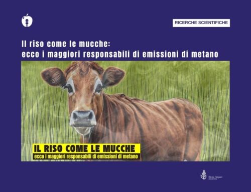 Riso e mucche: i responsabili di emissioni di metano podcast